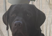 Asha - Trainee Canine Assisted Therapy Dog