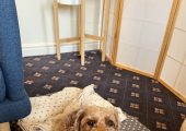Sometimes, and only with client approval, Mabel accompanies me to therapy sessions.