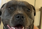 Arthur bear AKA Therapy dog