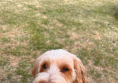 Yoshi - my unofficial therapy dog