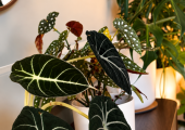 Just as plants need the right conditions to thrive, so do we.