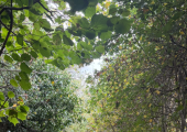 Walking therapy