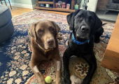 Come and meet Rolo & Bertie