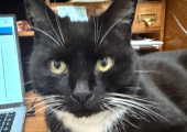 Melon has a calming effect when he sits on your lap and you stroke him.