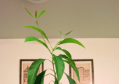 Avocado growing from seed