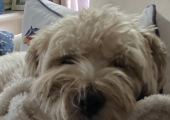 Ted my therapy dog