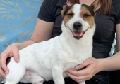 Buddy loves people. This is not a client photo and has been used with the individuals permission.