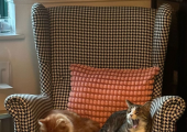 My Colleagues Bertie & Meow-meow