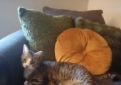 One Of My Assistants Meow-meow.