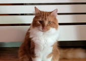 Bertie Off Duty
