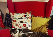 Dr. Doyle and Meow-meow Off Duty