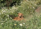 Esmeralda, a quiet and steadying presence in most sessions &mdash; happy to sit out if you'd prefer.