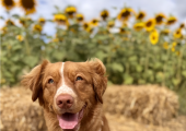 Therapy Dog