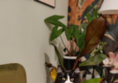 Bruce - Therapy Cat will see you now (if you're allergic, or don't like cats please let me know)