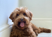 Indie - some clients like having her calming presence in sessions: the choice is completely yours