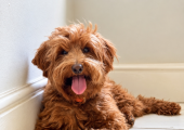 Meet Indie, my therapy dog who can be with us in session if you'd like.
