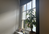 Sunlight through the window but also private.