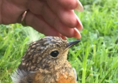 Robins appear, when loved ones are near