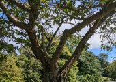 Walk and talk sessions in Sefton Park