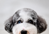 Dougal the Therapy Dog
