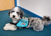 Dougal the Therapy Dog