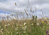 Wildflower meadow