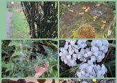 Some scenery from outdoor walk and talk sessions