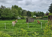 The Neighbours
