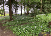 Dartington Gardens
