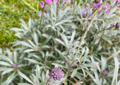 Flowering plants in the garden