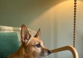 Therapist's terrier in the armchair