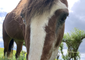 Therapeutic equine presence.