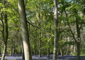 Bluebells in Wanstead Park