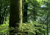 Forest Bathing, Gwydir Forest