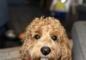Fudge, my therapy dog in training, he only attends online sessions at the moment 🐾