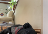 Therapy dog in Oakham! He is often calmly present when I am chatting to clients, even when I am online.