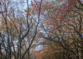 Blackdown Hills (Nature Assisted Therapy)