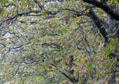 Blackdown Hills (Nature Assisted Therapy)