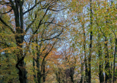 Blackdown Hills (Nature Assisted Therapy)