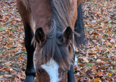 Blackdown Hills (Nature Assisted Therapy)