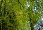 Blackdown Hills (Nature Assisted Therapy)