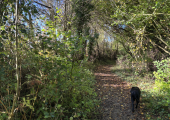 local walk and talk