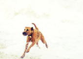 This is an image of an Irish Terrier, called Luna, running in the sea.