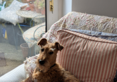 This is an image of an Irish Terrier, called Zelda, looking into the camera.