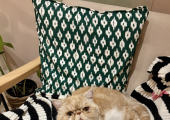 Frank is a gentle natured therapy cat who loves to support you during your sessions, should you wish