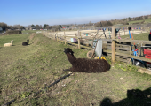 Meet the Alpacas at Kent Equine in Horton Kirby.