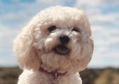 Betsy- Certified Therapy Dog.