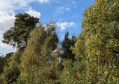Ecotherapy setting near York