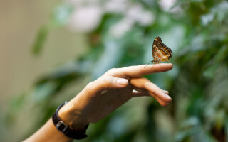 The observer effect: You live in a world you create each morning