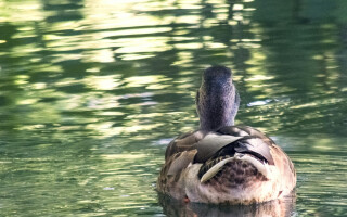 Duck syndrome 